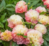 497094838_1102173115286472_6924268729885454235_n — копия